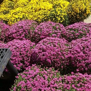 Meet your Posher, Shayda